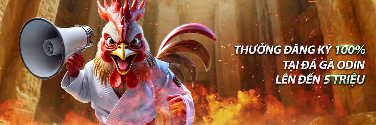 Hình ảnh đá gà cựa dao kịch tính với gà chiến được trang bị cựa dao sắc bén